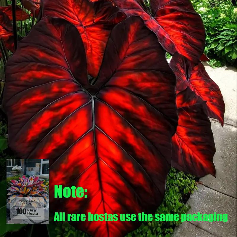 Royal Velvet-Giant Alocasia Bulbs🍃Transform Your Space with Tropical Majesty