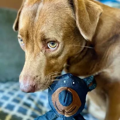 🐶Unbreaka-Bear For Heavy Chewers