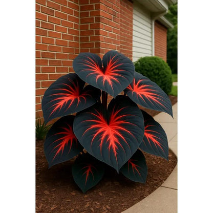 Royal Velvet-Giant Alocasia Bulbs🍃Transform Your Space with Tropical Majesty