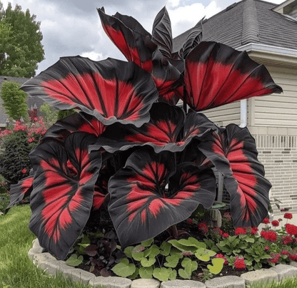 Royal Velvet-Giant Alocasia Bulbs🍃Transform Your Space with Tropical Majesty