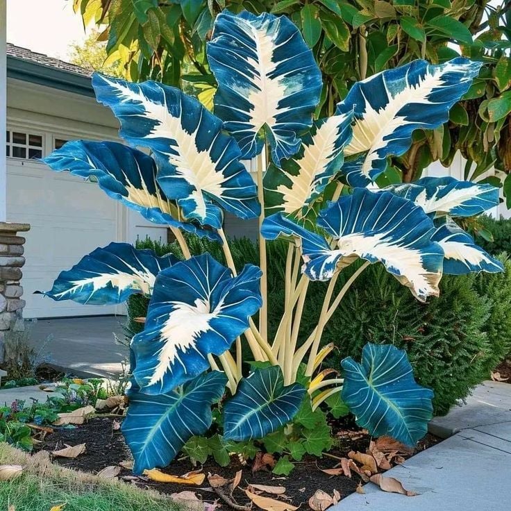 Royal Velvet-Giant Alocasia Bulbs🍃Transform Your Space with Tropical Majesty