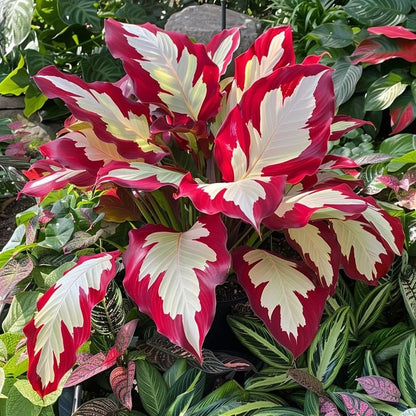 Royal Velvet-Giant Alocasia Bulbs🍃Transform Your Space with Tropical Majesty