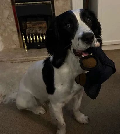 🐶Unbreaka-Bear For Heavy Chewers