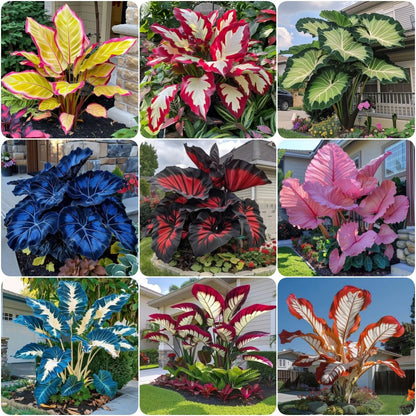 Royal Velvet-Giant Alocasia Bulbs🍃Transform Your Space with Tropical Majesty