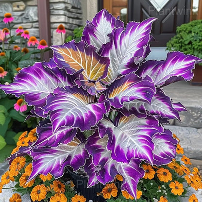 Royal Velvet-Giant Alocasia Bulbs🍃Transform Your Space with Tropical Majesty