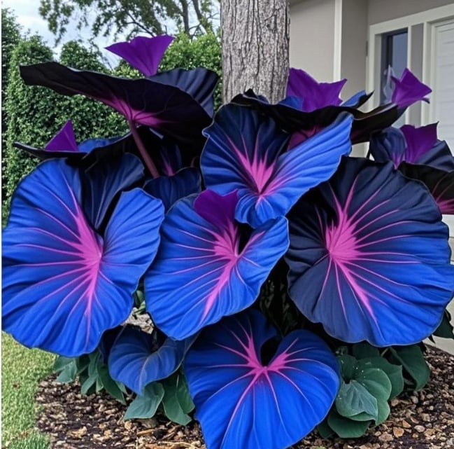 Royal Velvet-Giant Alocasia Bulbs🍃Transform Your Space with Tropical Majesty