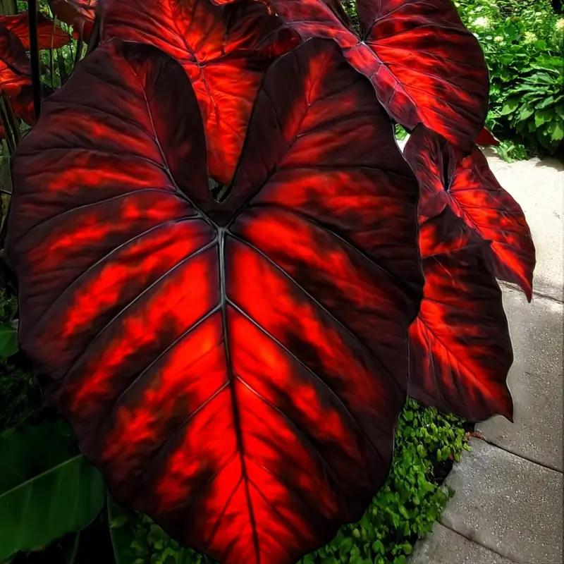 Royal Velvet-Giant Alocasia Bulbs🍃Transform Your Space with Tropical Majesty