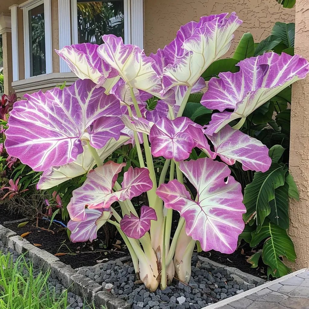 Royal Velvet-Giant Alocasia Bulbs🍃Transform Your Space with Tropical Majesty