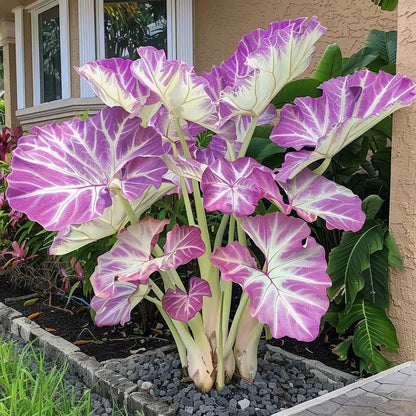 Royal Velvet-Giant Alocasia Bulbs🍃Transform Your Space with Tropical Majesty