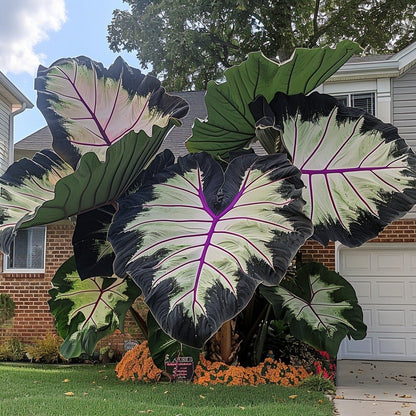 Royal Velvet-Giant Alocasia Bulbs🍃Transform Your Space with Tropical Majesty
